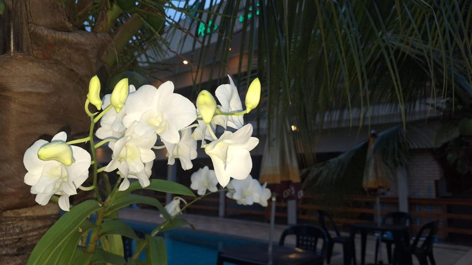 Apartment Alto Costa Flats Olimpia